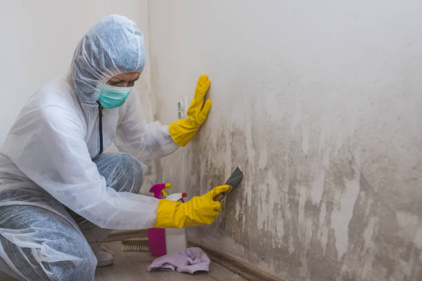 Professional Mold Remediation in Des Arc, AR